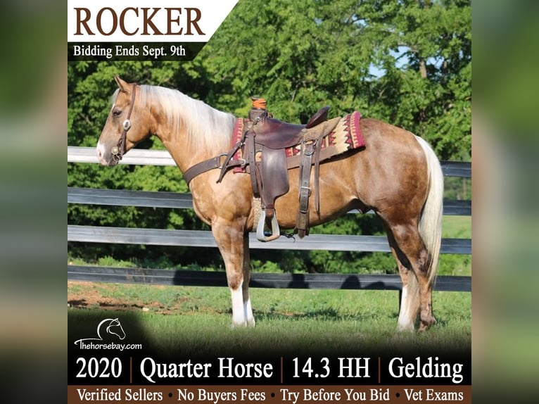 American Quarter Horse Gelding 6 years 14.2 hh Palomino in Munfordville, KY