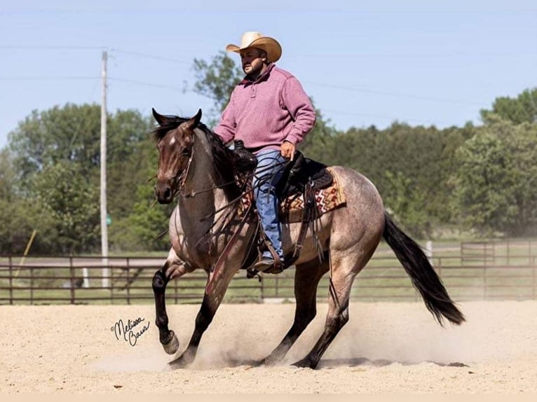 American Quarter Horse Gelding 6 years 14,2 hh Roan-Bay in River Falls WI