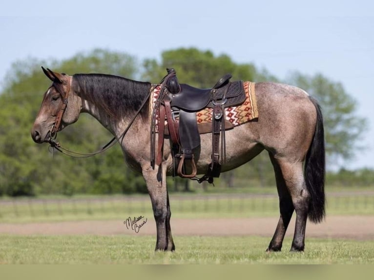 American Quarter Horse Gelding 6 years 14,2 hh Roan-Bay in River Falls WI