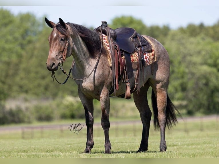 American Quarter Horse Gelding 6 years 14,2 hh Roan-Bay in River Falls WI