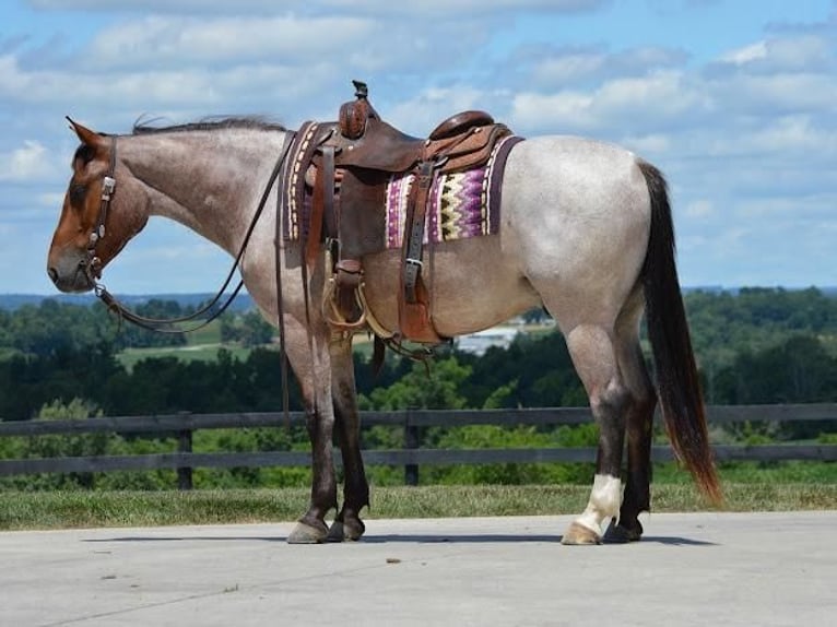 American Quarter Horse Mix Gelding 6 years 14,2 hh Roan-Bay in Fredericksburg, OH