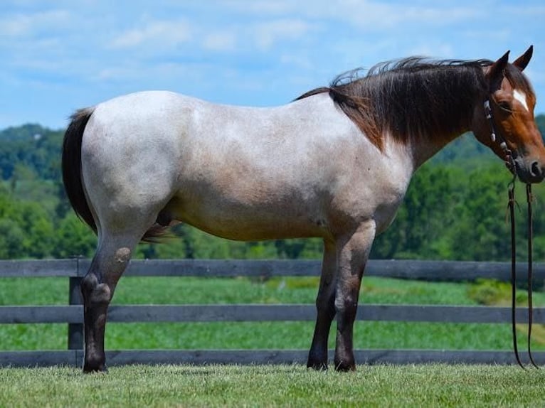 American Quarter Horse Mix Gelding 6 years 14,2 hh Roan-Bay in Fredericksburg, OH