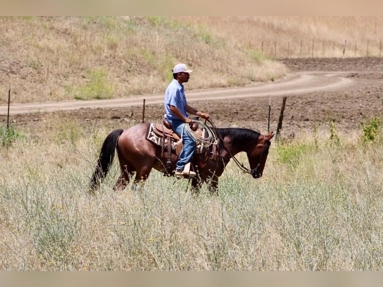 American Quarter Horse Gelding 6 years 14.2 hh Roan-Bay in Tres Pinos