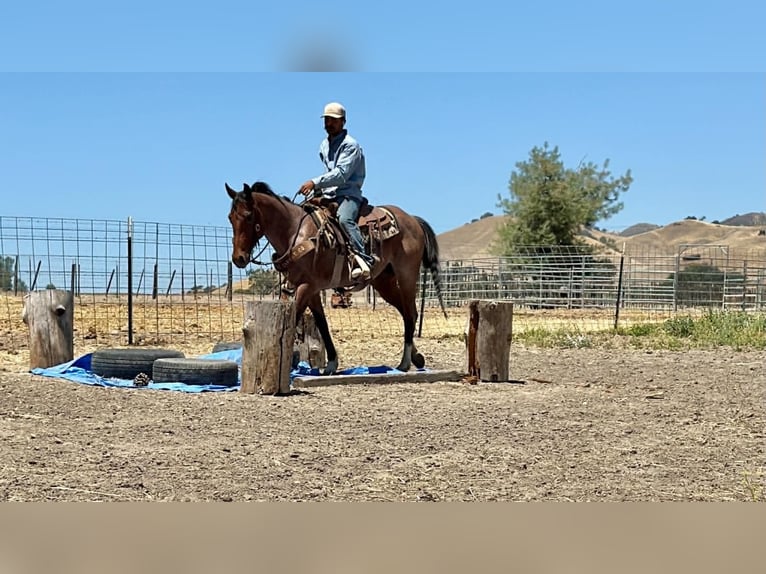 American Quarter Horse Gelding 6 years 14.2 hh Roan-Bay in Tres Pinos