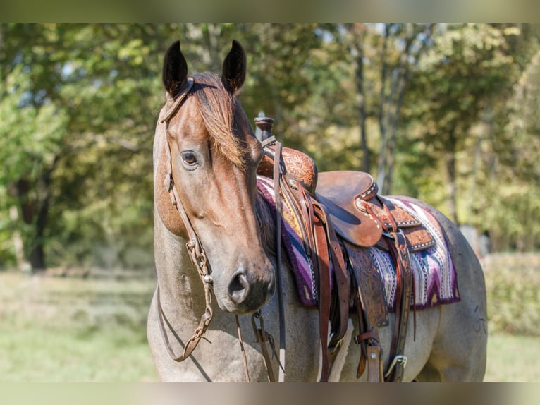 American Quarter Horse Gelding 6 years 14,2 hh Roan-Bay in Ravenna