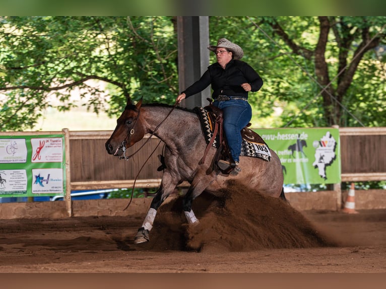 American Quarter Horse Gelding 6 years 14,2 hh Roan-Bay in Nidderau