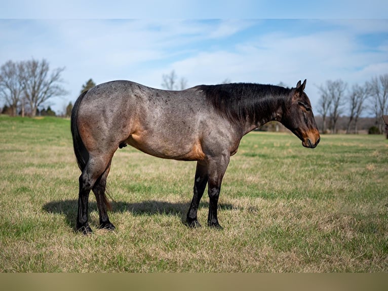 American Quarter Horse Gelding 6 years 14,2 hh Roan-Bay in Madisonville KY