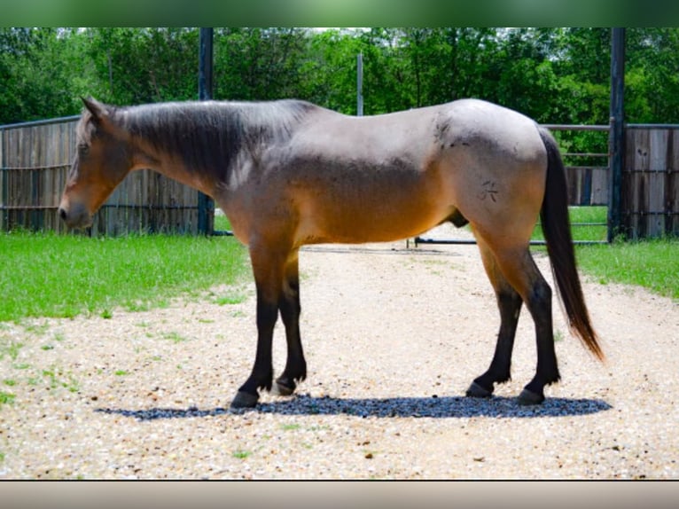 American Quarter Horse Gelding 6 years 14,2 hh Roan-Bay in Savoy TX