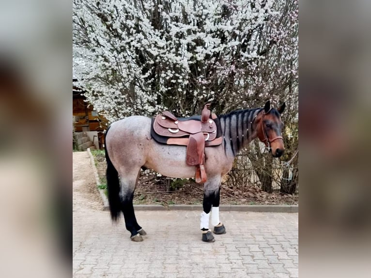 American Quarter Horse Gelding 6 years 14,2 hh Roan-Bay in Nidderau