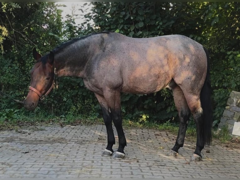 American Quarter Horse Gelding 6 years 14,2 hh Roan-Bay in Nidderau