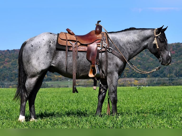 American Quarter Horse Gelding 6 years 14,2 hh Roan-Blue in Rebersburg