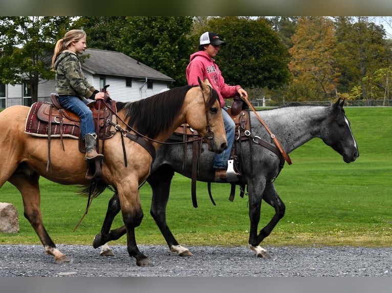American Quarter Horse Gelding 6 years 14,2 hh Roan-Blue in Rebersburg
