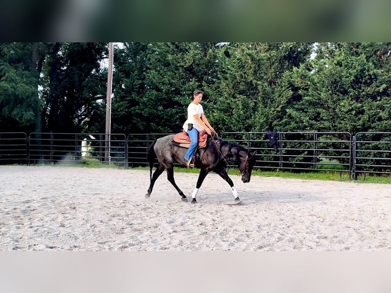 American Quarter Horse Gelding 6 years 14,2 hh Roan-Blue in Gordonville