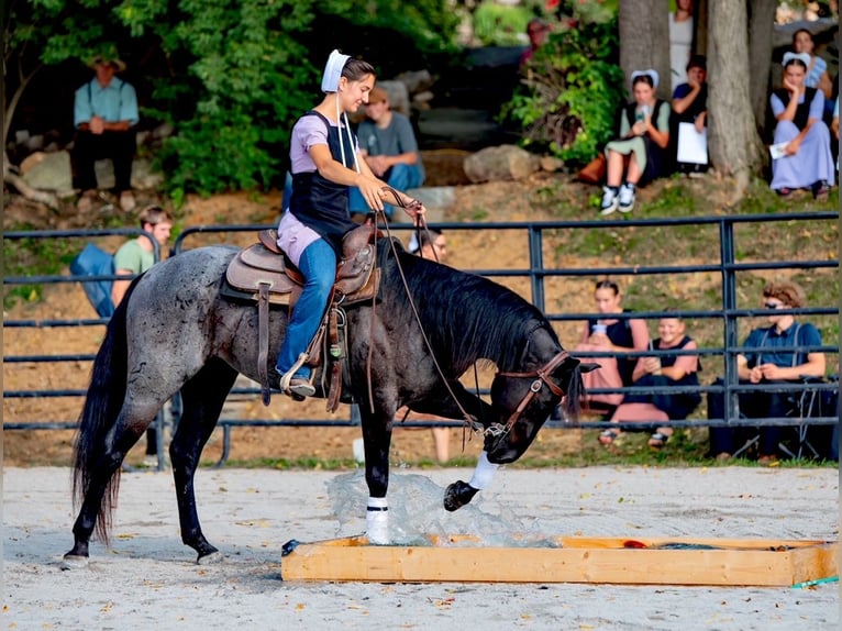 American Quarter Horse Gelding 6 years 14,2 hh Roan-Blue in Gordonville