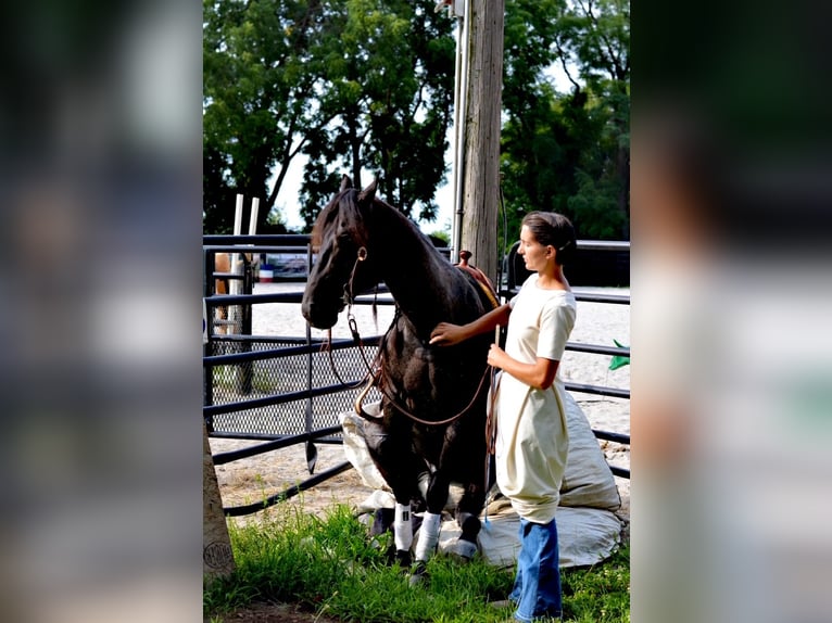 American Quarter Horse Gelding 6 years 14,2 hh Roan-Blue in Gordonville