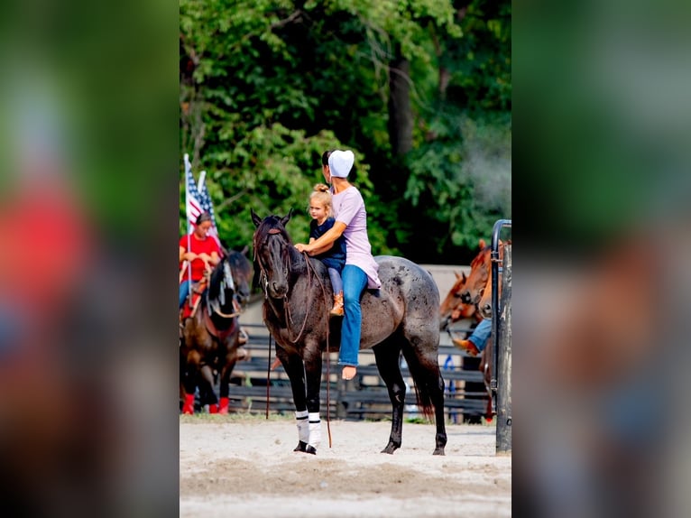 American Quarter Horse Gelding 6 years 14,2 hh Roan-Blue in Gordonville