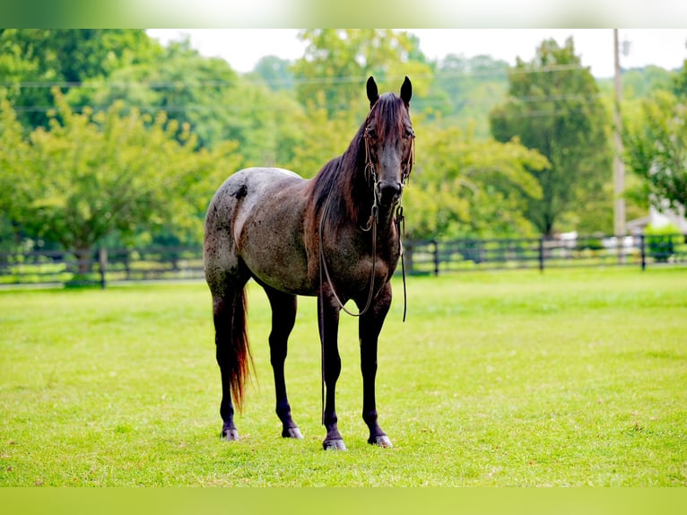 American Quarter Horse Gelding 6 years 14,2 hh Roan-Blue in Gordonville