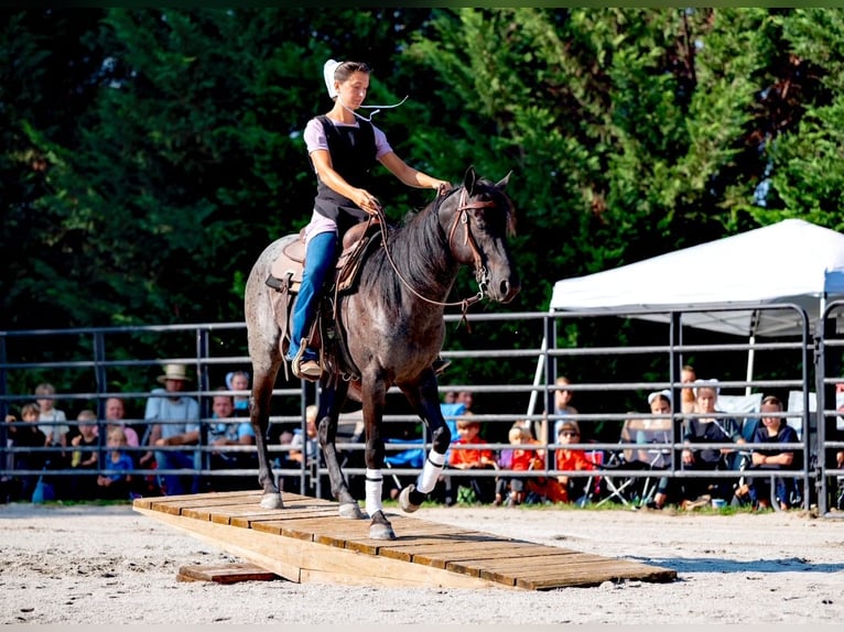 American Quarter Horse Gelding 6 years 14,2 hh Roan-Blue in Gordonville