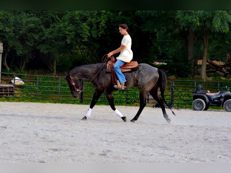 American Quarter Horse Gelding 6 years 14,2 hh Roan-Blue in Gordonville