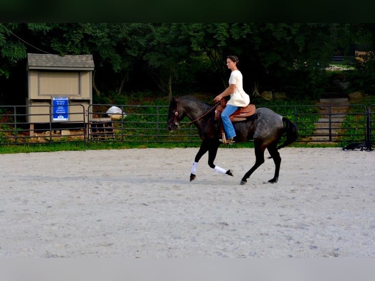 American Quarter Horse Gelding 6 years 14,2 hh Roan-Blue in Gordonville