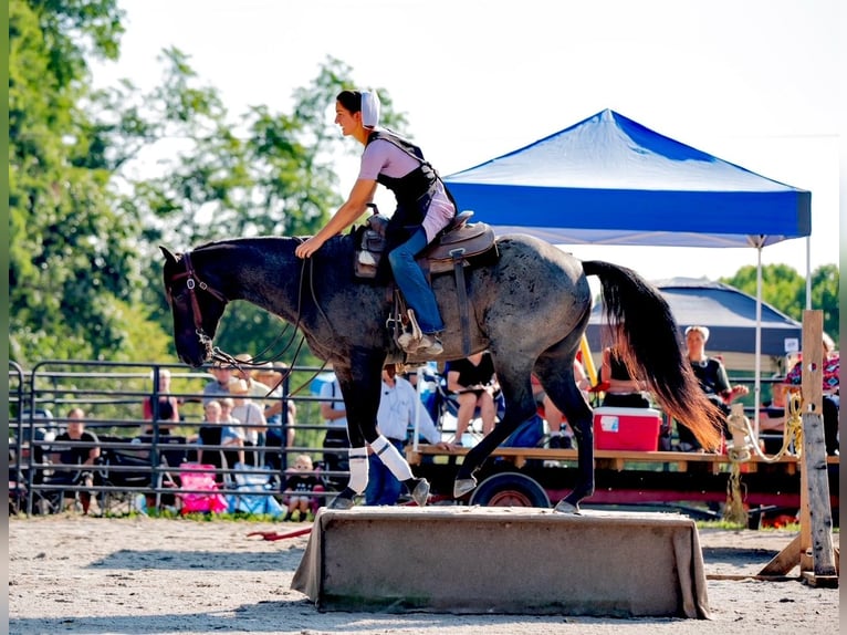 American Quarter Horse Gelding 6 years 14,2 hh Roan-Blue in Gordonville