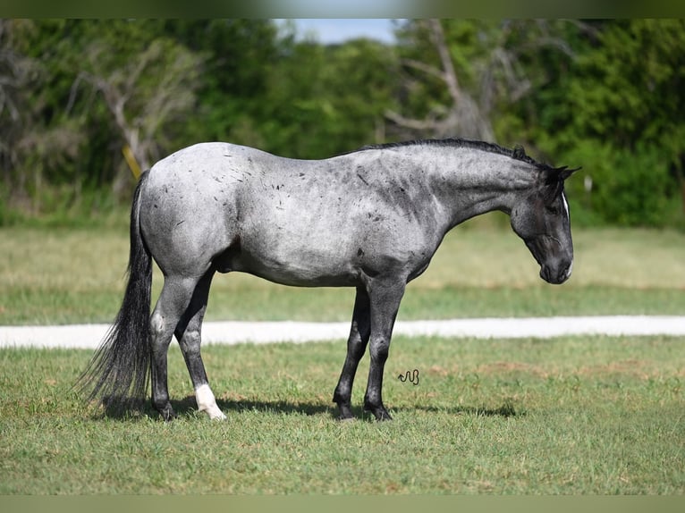 American Quarter Horse Gelding 6 years 14,2 hh Roan-Blue in Waco, TX