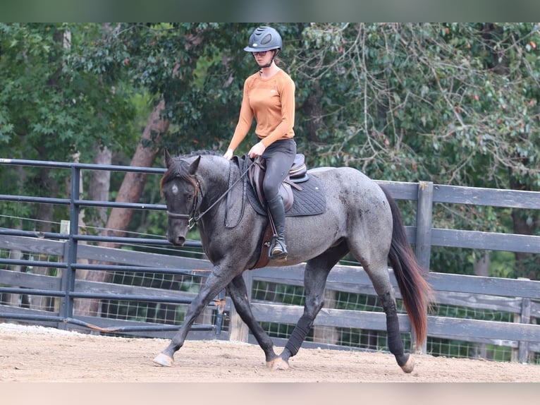 American Quarter Horse Gelding 6 years 14,2 hh Roan-Blue in Clover, SC