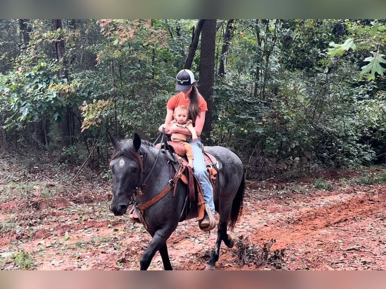 American Quarter Horse Gelding 6 years 14,2 hh Roan-Blue in Clover, SC