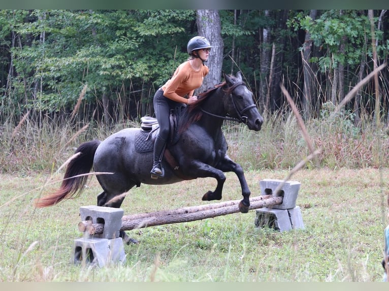 American Quarter Horse Gelding 6 years 14,2 hh Roan-Blue in Clover, SC