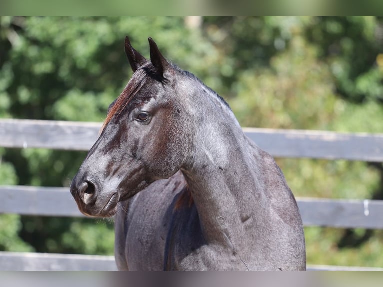 American Quarter Horse Gelding 6 years 14,2 hh Roan-Blue in Clover, SC