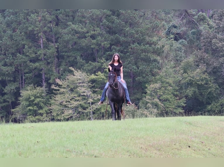 American Quarter Horse Gelding 6 years 14,2 hh Roan-Blue in Clover, SC