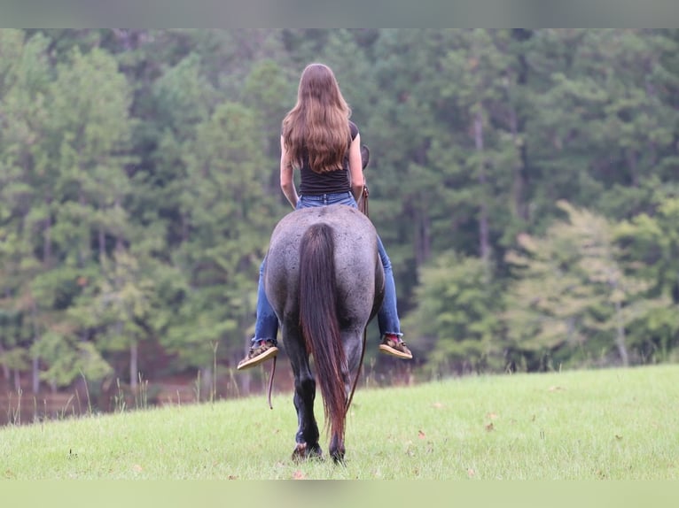 American Quarter Horse Gelding 6 years 14,2 hh Roan-Blue in Clover, SC