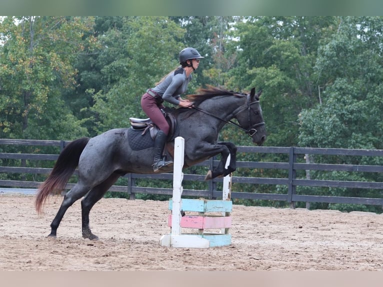 American Quarter Horse Gelding 6 years 14,2 hh Roan-Blue in Clover, SC