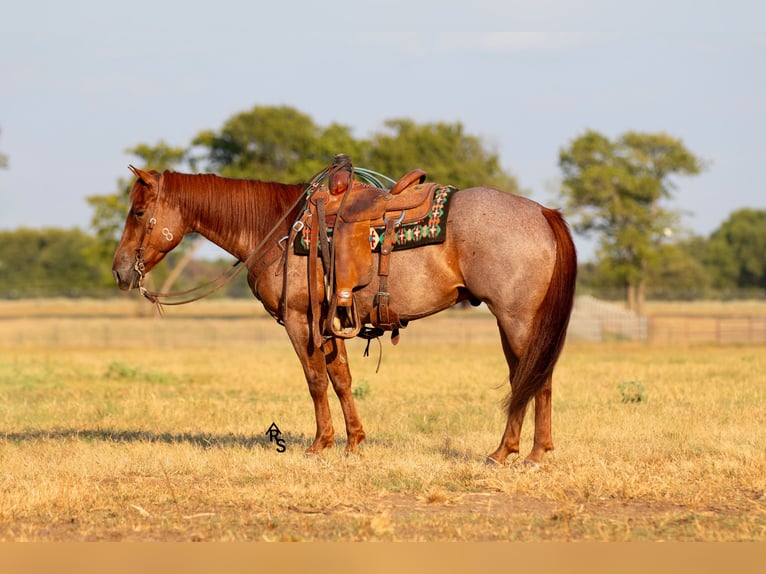 American Quarter Horse Gelding 6 years 14,2 hh Roan-Red in Collinsville, TX