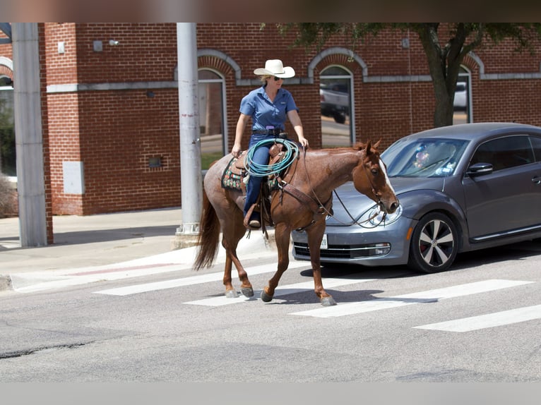 American Quarter Horse Gelding 6 years 14,2 hh Roan-Red in Collinsville, TX