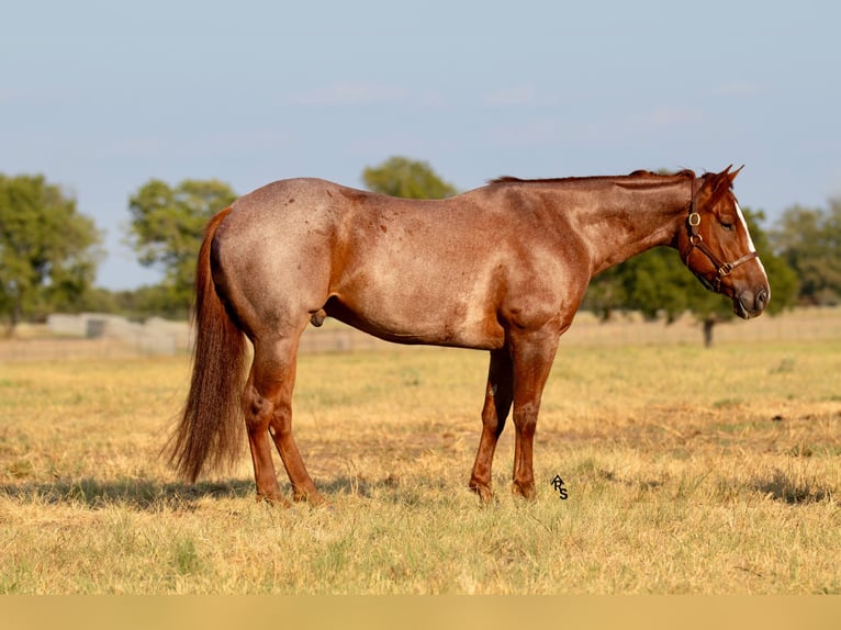 American Quarter Horse Gelding 6 years 14,2 hh Roan-Red in Collinsville, TX