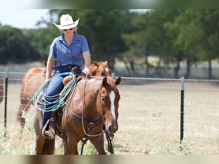 American Quarter Horse Gelding 6 years 14,2 hh Roan-Red in Collinsville, TX