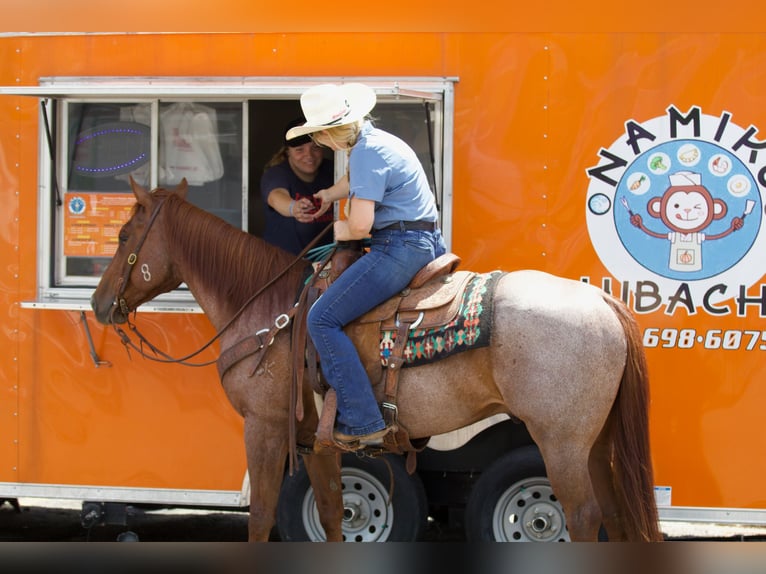 American Quarter Horse Gelding 6 years 14,2 hh Roan-Red in Collinsville, TX