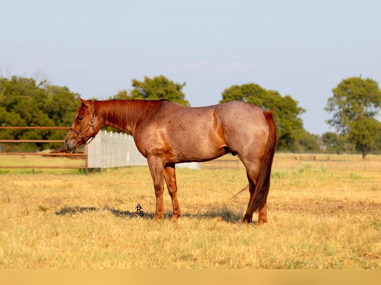 American Quarter Horse Gelding 6 years 14,2 hh Roan-Red in Collinsville, TX