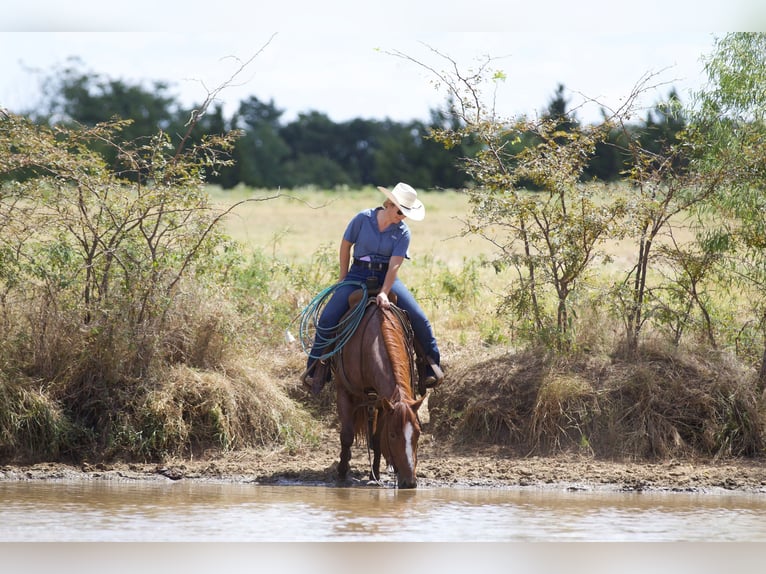 American Quarter Horse Gelding 6 years 14,2 hh Roan-Red in Collinsville, TX