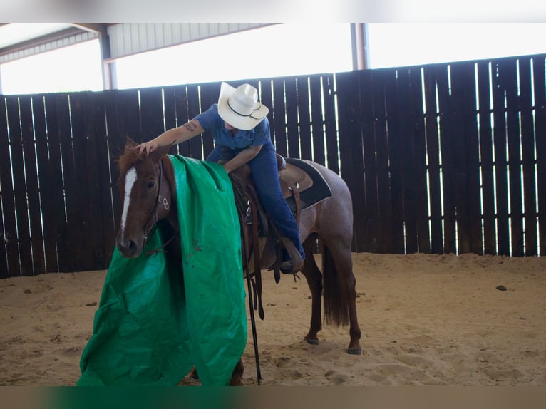 American Quarter Horse Gelding 6 years 14,2 hh Roan-Red in Collinsville, TX