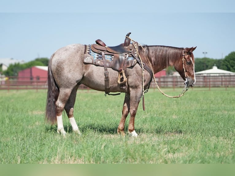 American Quarter Horse Gelding 6 years 14,2 hh Roan-Red in Fort Worth, TX