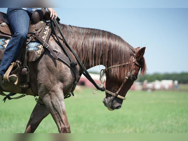 American Quarter Horse Gelding 6 years 14,2 hh Roan-Red in Fort Worth, TX