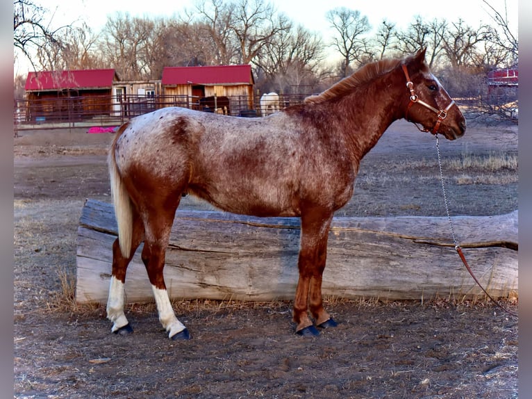 American Quarter Horse Gelding 6 years 14,2 hh Roan-Red in Fort Collins CO