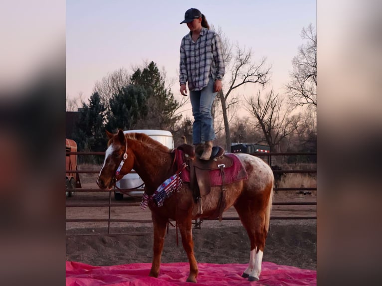 American Quarter Horse Gelding 6 years 14,2 hh Roan-Red in Fort Collins CO