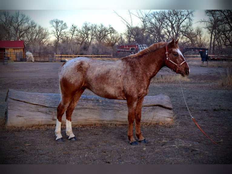 American Quarter Horse Gelding 6 years 14,2 hh Roan-Red in Fort Collins CO