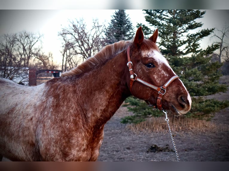 American Quarter Horse Gelding 6 years 14,2 hh Roan-Red in Fort Collins CO