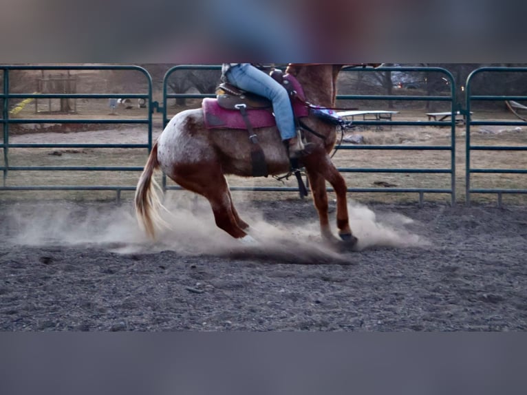 American Quarter Horse Gelding 6 years 14,2 hh Roan-Red in Fort Collins CO