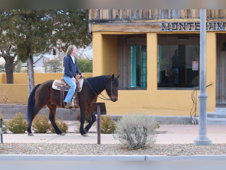 American Quarter Horse Gelding 6 years 14,2 hh Roan-Red in Sonora KY