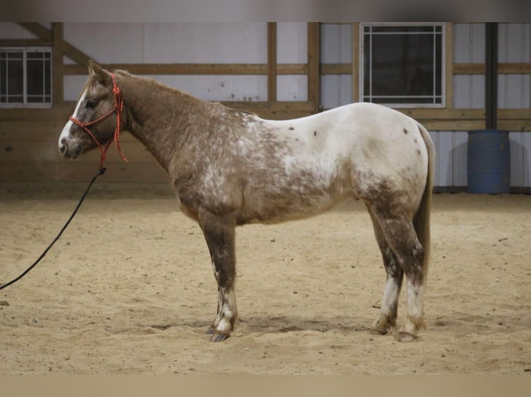 American Quarter Horse Gelding 6 years 14,2 hh Roan-Red in Sonora kY